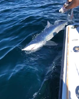 Full Day Trip – Offshore