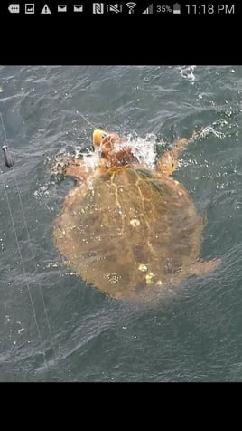 Crab Island, Dolphin, Beach tours