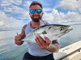 Cape Cod False Albacore & Bonito