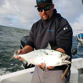 Cape Cod False Albacore & Bonito