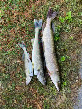 White water River adventures 