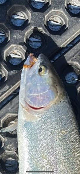 White water River adventures 