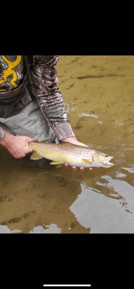 White water River adventures 