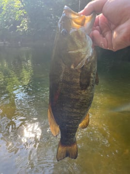 White water River adventures 