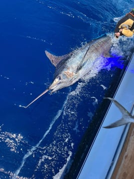 Full Day Offshore Trip