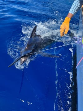 Full Day Offshore Trip