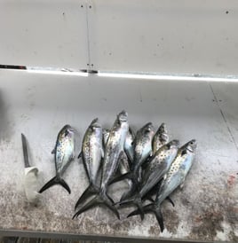 4 Hour-Inshore/Nearshore/Bottom