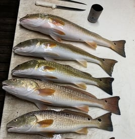 4 Hour-Inshore/Nearshore/Bottom