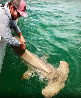 6-8 Hour Trip – Shark/Tarpon