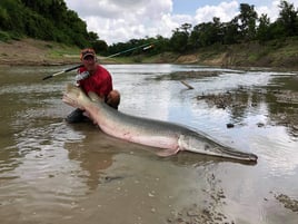 Alligator Gar Fishing in Zapata, Texas