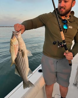 Inshore Striped Bass 