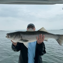 Inshore Striped Bass 
