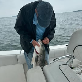 Inshore Striped Bass 
