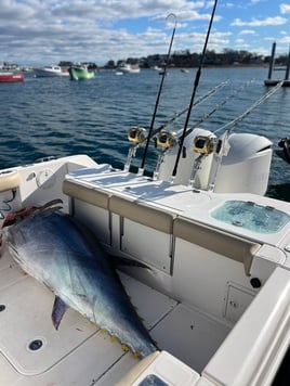 Full Day Giant or Rec Bluefin