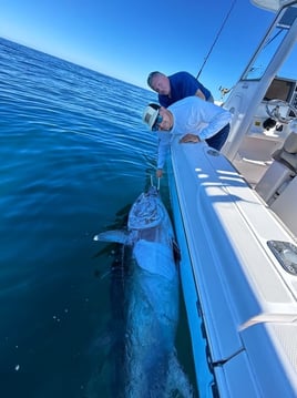 Full Day Giant or Rec Bluefin