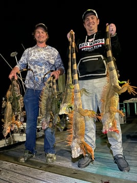 Night Iguana Hunt