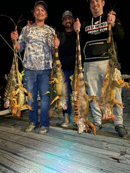 Night Iguana Hunt