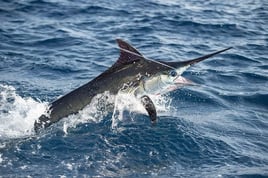 Cape Lookout Offshore