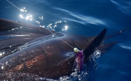 Catch and Cook in Costa Rica