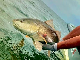 Catch and Release at South Padre