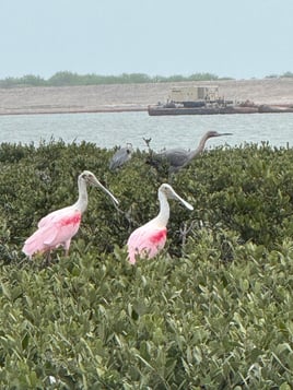 Eco tour and birding
