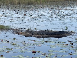 Everglades eco tour