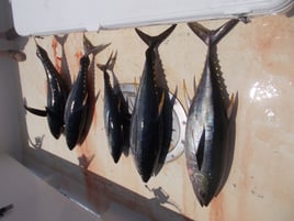 Canyon Tuna /Big Game