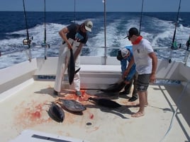 Canyon Tuna /Big Game