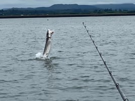 Astoria Columbia River Sturgeon