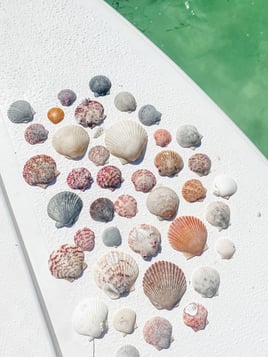 Island, Shelling, dolphin cruise