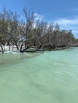 Island, Shelling, dolphin cruise