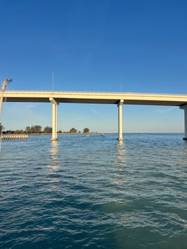 Dolphin and shark cruise