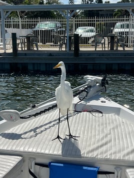 Dolphin and shark cruise