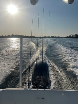 Dolphin and shark cruise