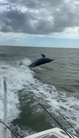 Shelling, Dolphin watching and more