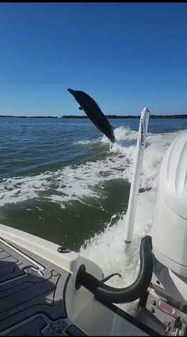 Shelling, Dolphin watching and more