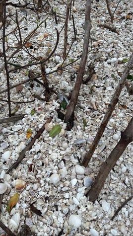 Shelling, Dolphin watching and more