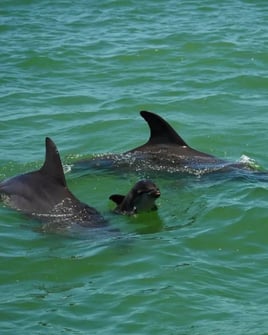 Tours in Marco Island, Florida