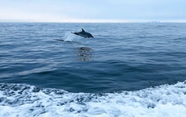 Dolphin/sunset Tours