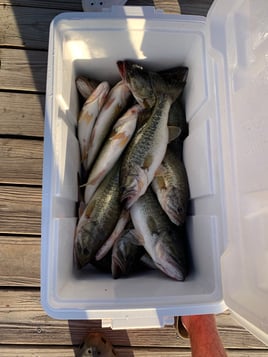 Lake Fayette Bass Fishing