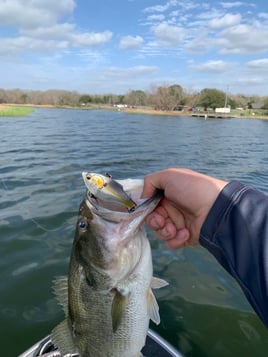 Lake Fayette Bass Fishing