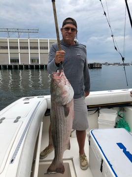 Boston Bass