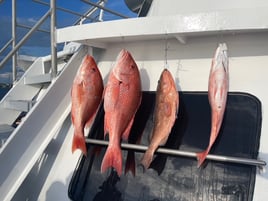 10-Hr Offshore Trip