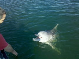 Shell Iland & Dolphin Adventure