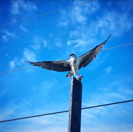 Bay Area Bird / Wildlife Observing 