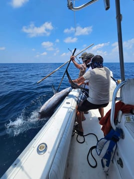 14 Hour Swordfish
