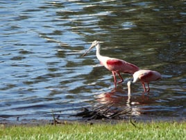 Bradenton Eco Tours