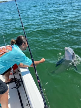 Dolphin and snorkeling tours