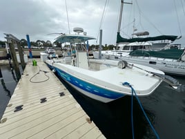 Dolphin and snorkeling tours