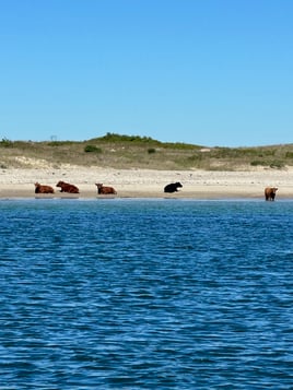 Boat Cruise - Elizabeth Islands